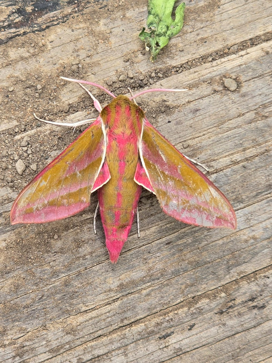 Elephant Hawk-Moth Visits skincare BOOtique HQ